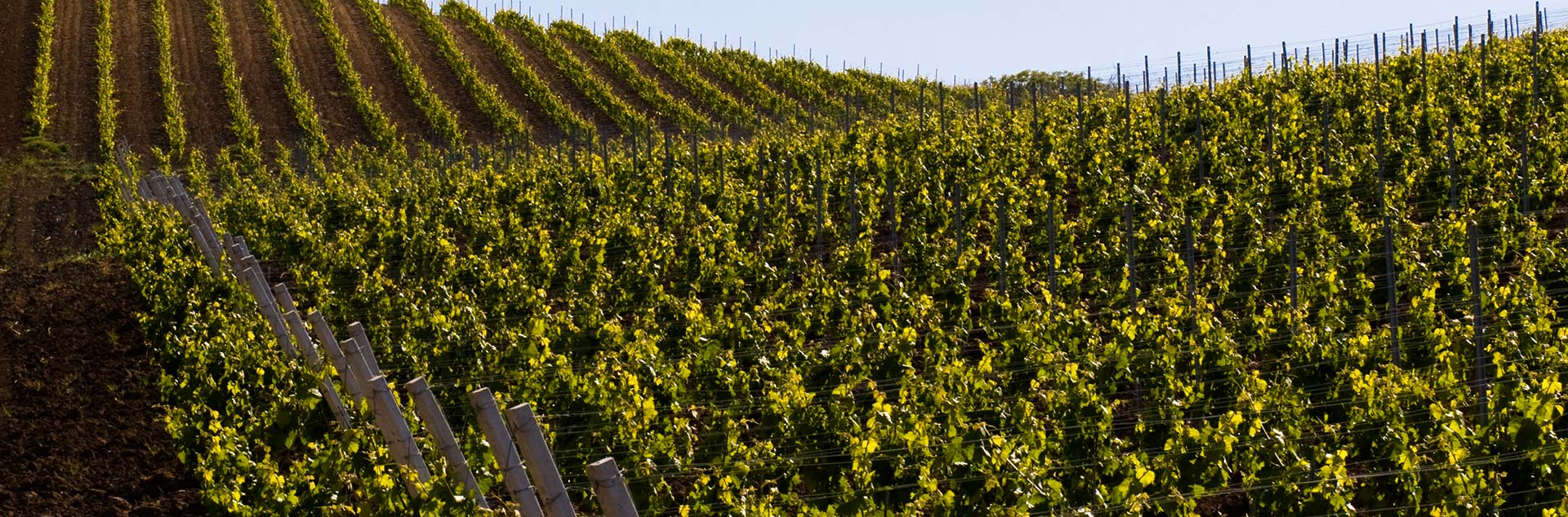 Wijngaarden in Camporeale